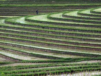 Bali field rice 