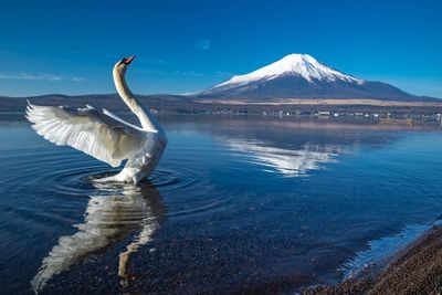 Bird flying over lake