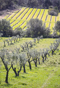 Scenic view of agricultural field