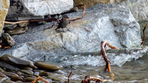 Close-up of lizard on rock