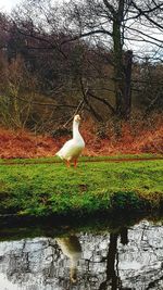 View of bird in lake