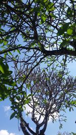 Low angle view of flowering tree against blue sky