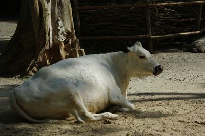 View of a horse on field