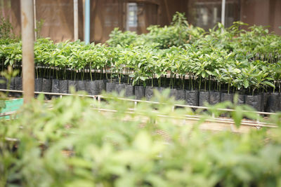 Close-up of plants growing in garden