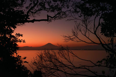 Sunset contrast mt.fuji and tree silhouette