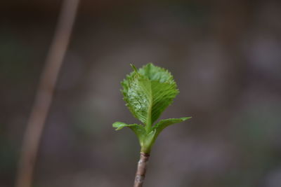 Close-up of plant