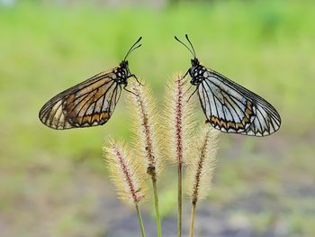 Close-up of butterfly pollinating on flower