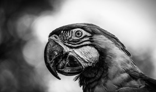 Close-up of a bird