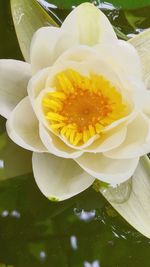 Close-up of white rose