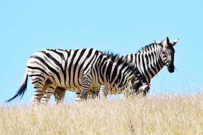 Zebras on field against clear sky