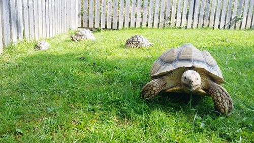 Turtle in grass