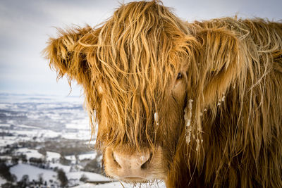 A portrait of a highland cattle bull in the snow on the malvern hills.