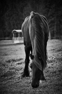 Full length of a horse grazing in field