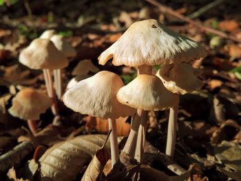 Close-up of mushroom growing on field