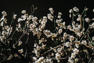 Close-up of white flowers on field