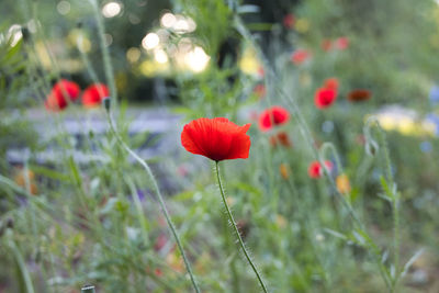 Close-up of red poppy flowers on field