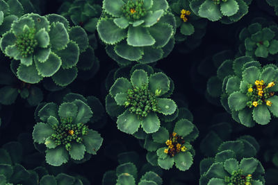 Full frame shot of flowering plants