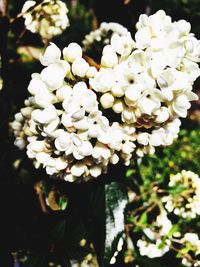 Close-up of white flowering plants