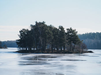 Trees on snow covered land against clear sky