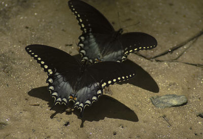 Close-up of butterfly on flower