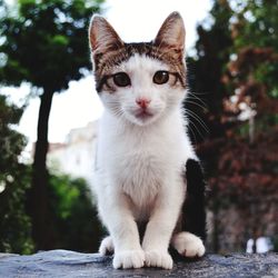 Portrait of white cat sitting outdoors