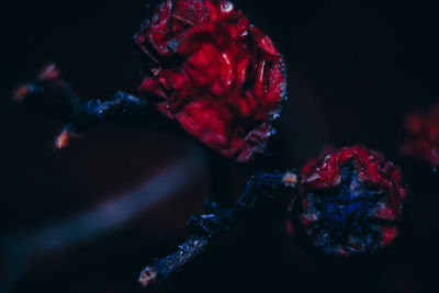 Close-up of red rose against black background