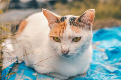 Close-up portrait of a cat