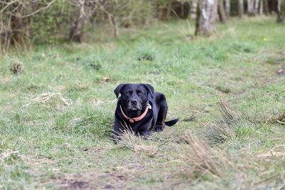 Portrait of a dog on field