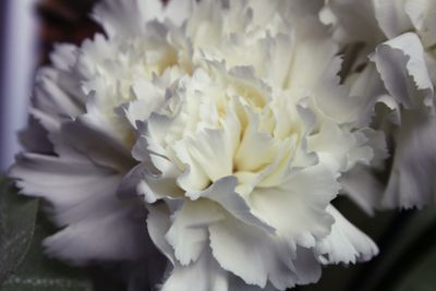 Close-up of white carnations blooming at home