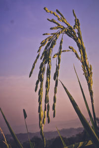 Close-up of stalks in field against sunset sky