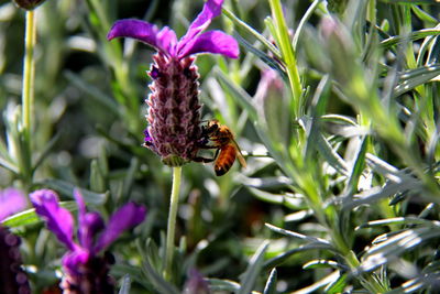 Close-up of bee on purple flower