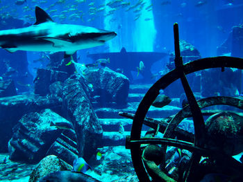 Fish swimming in sea