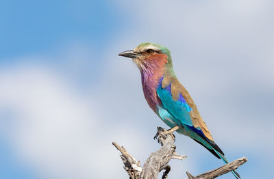 Low angle view of bird perching on tree against sky