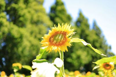 Close-up of yellow flowering plant