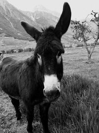 Portrait of a horse on field
