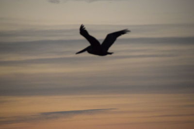 Silhouette of bird at sunset