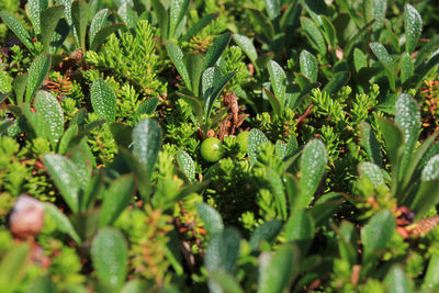 Full frame shot of plants