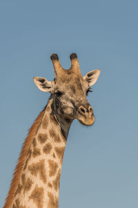 Low angle view of giraffe against sky