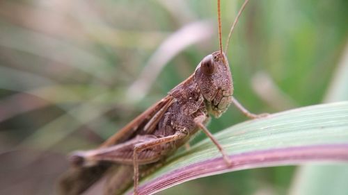 Close-up of grasshopper on leaf