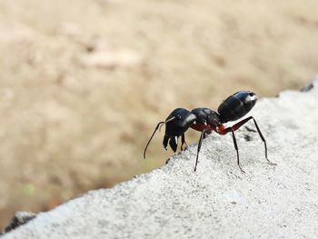 Close-up of ant on rock