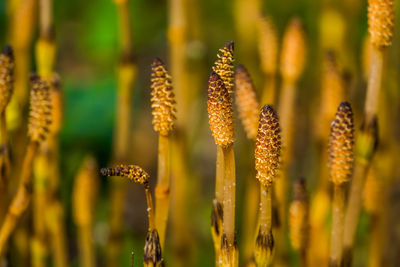 Close-up of yellow flowering plant