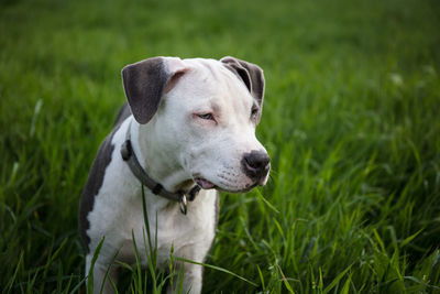 Dog looking away on field