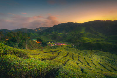 Scenic view of agricultural field against sky during sunset