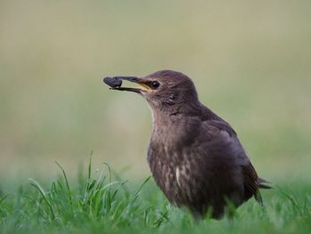 Close-up of a bird looking away