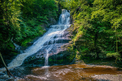 Scenic view of waterfall in forest