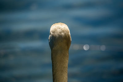 Close-up of bird against blurred background