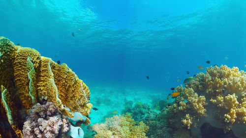 Fish swimming in sea