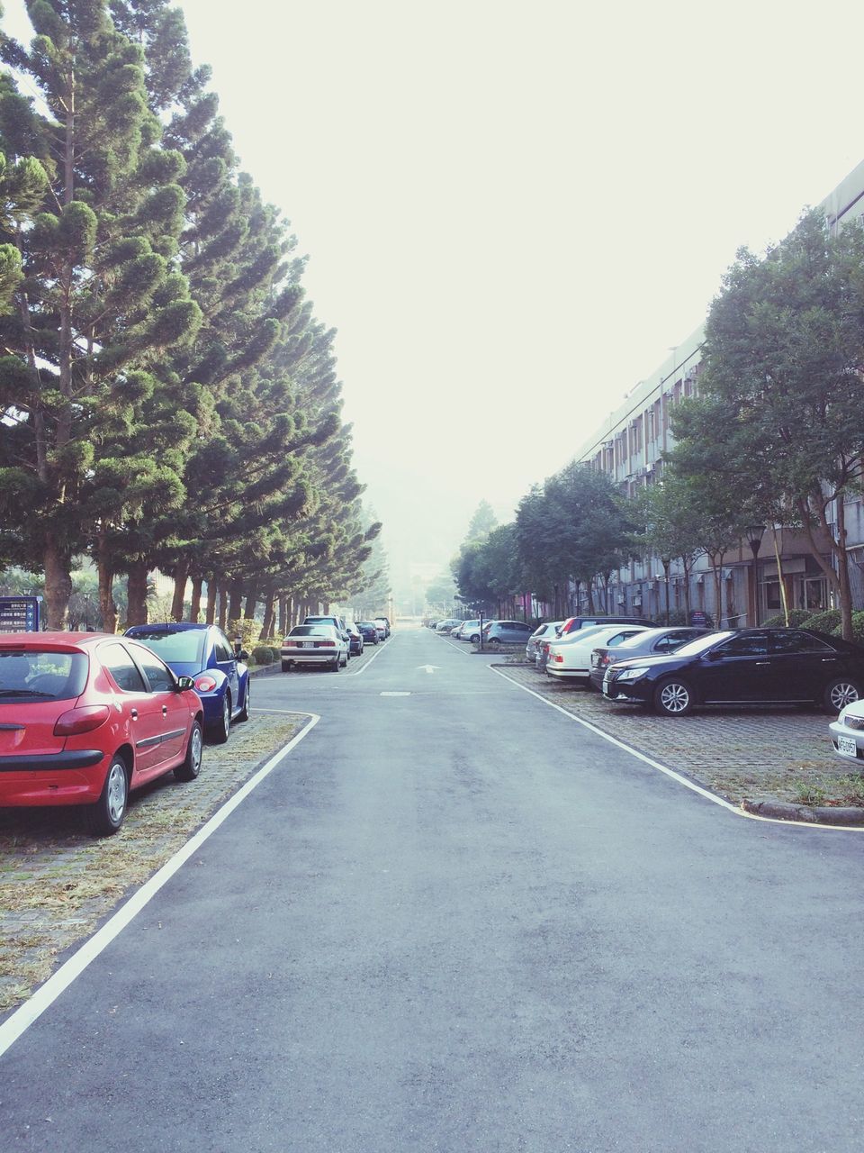 transportation, tree, car, land vehicle, the way forward, mode of transport, road, street, clear sky, diminishing perspective, building exterior, vanishing point, architecture, built structure, sky, treelined, stationary, day, parking, in a row