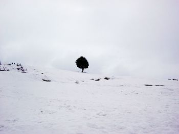 Tree on snow covered landscape