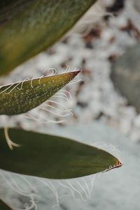 Close-up of water drops on leaves